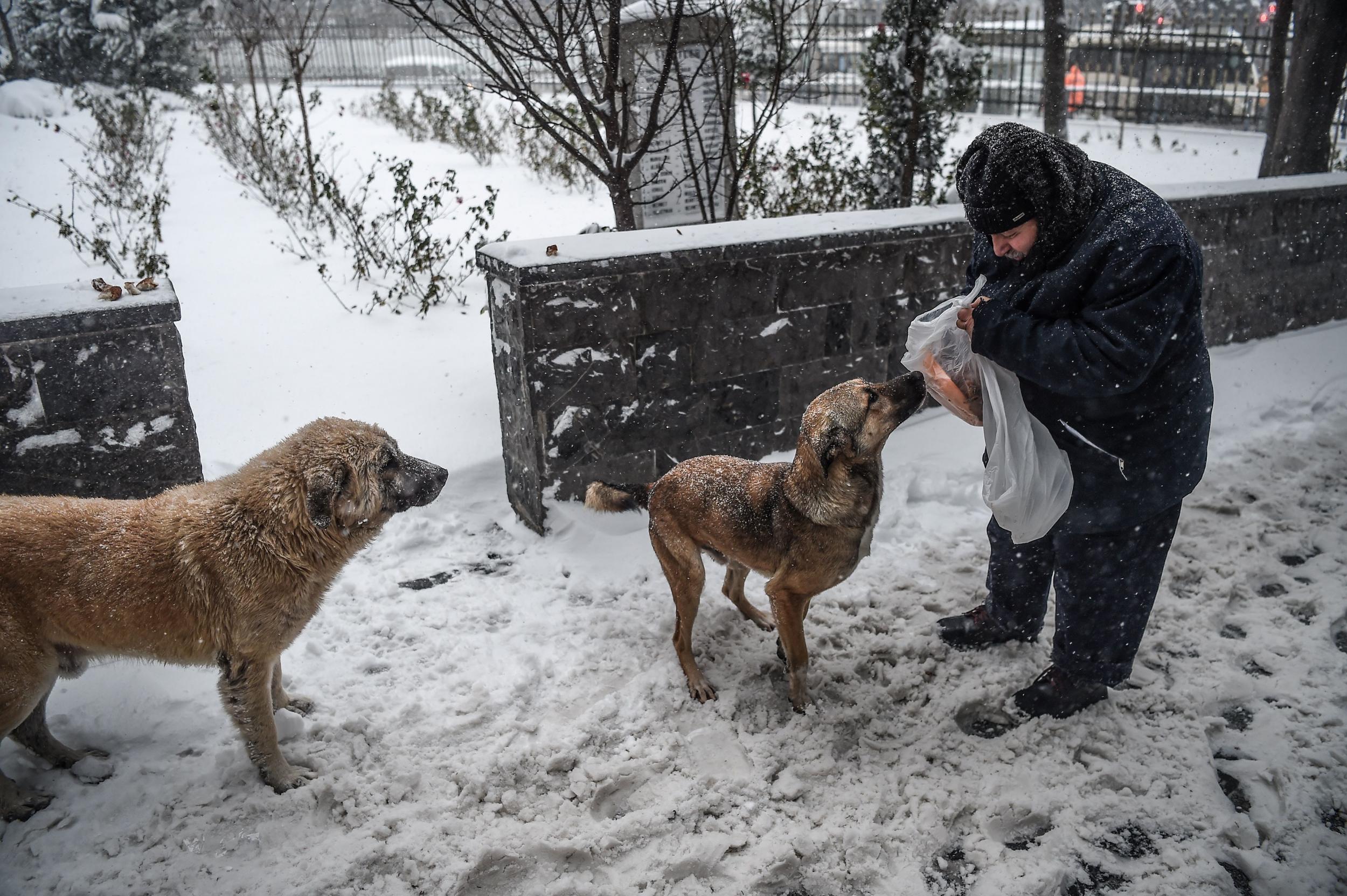 Freezing stray dogs in Turkey are being wrapped in blankets by kind ...