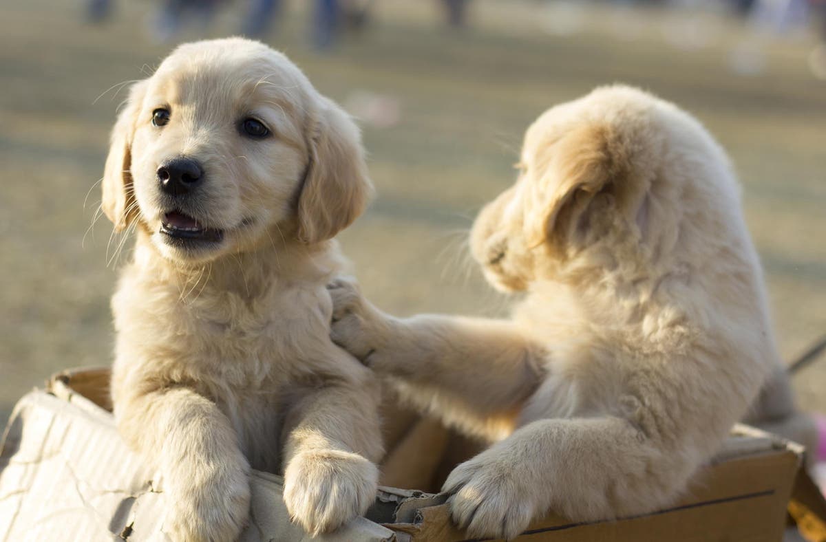 This was a good year for animal rights – here are 11 of the biggest ...