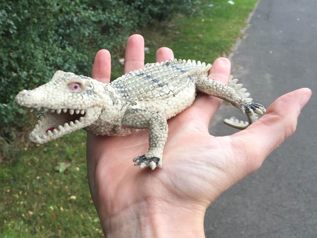A plastic crocodile toy that was found by an RSPCA officer after reports of a baby crocodile at the side of the A54 in Winsford, Cheshire