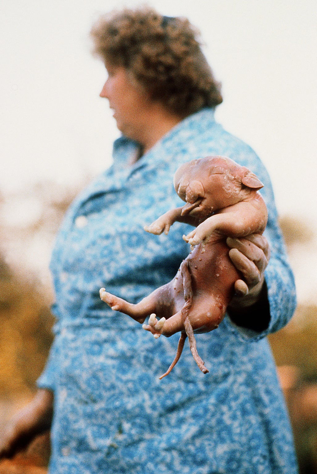 A woman holds a disfigured piglet hit by fallout in the?1980s – the Belarus government is keen to complete a ?9bn nuclear power plant
