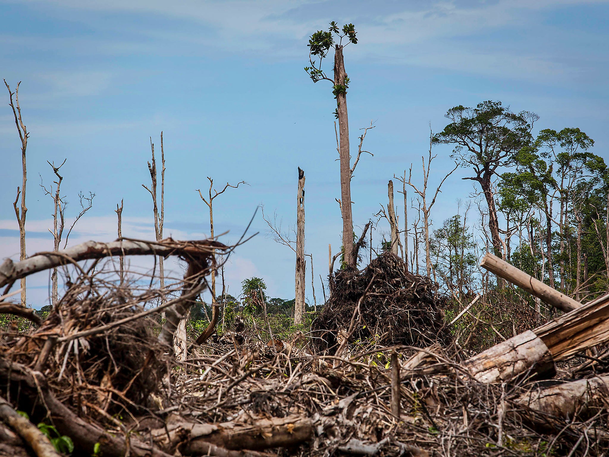 Rainforest Habitat Destruction