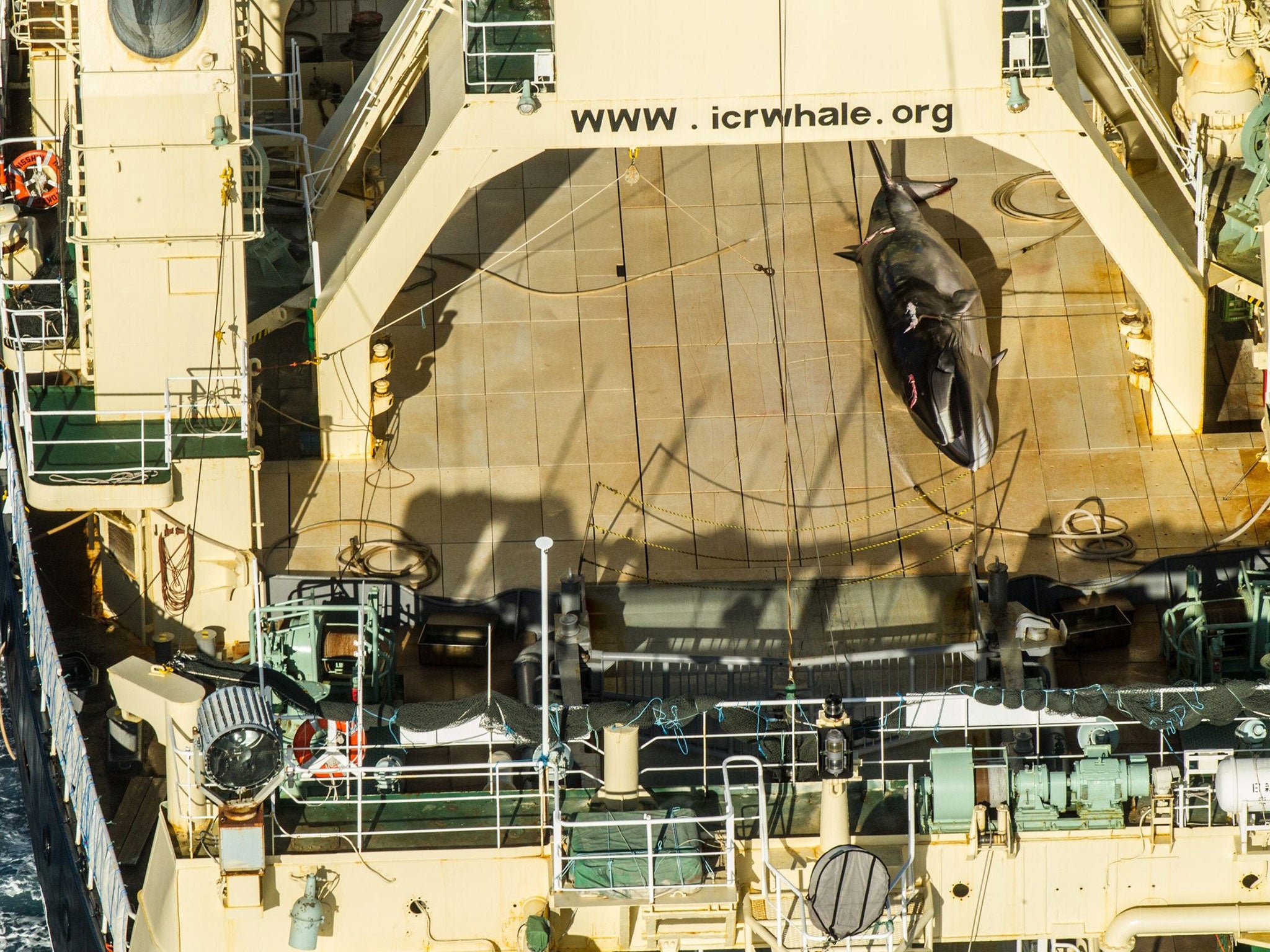 Photo made available by Sea Shepherd allegedly shows a dead Antarctic mink whale on board the Japanese vessel Nisshin Maru on 15 January 2017