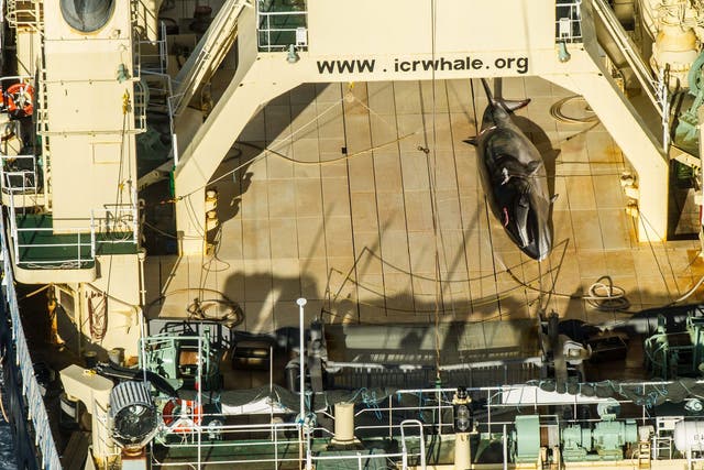 Photo made available by Sea Shepherd allegedly shows a dead Antarctic mink whale on board the Japanese vessel Nisshin Maru on 15 January 2017