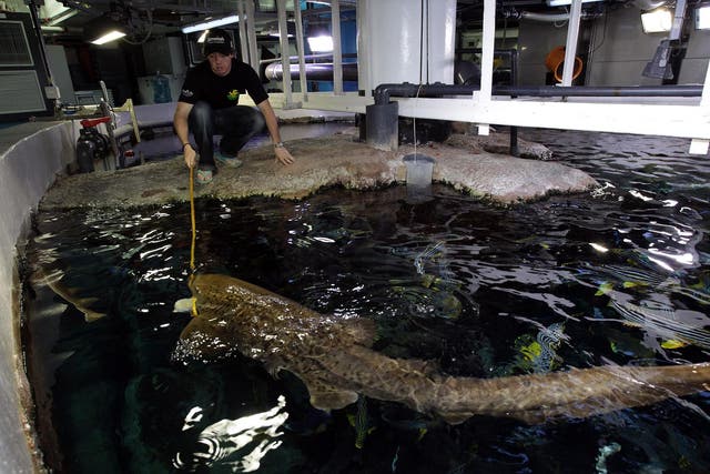 Rory McIlroy of Northern Ireland feeding a Leopard Shark in the Aquarium in Burj Al Arab