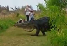 12-foot-long alligator spotted by tourists on Florida reserve
