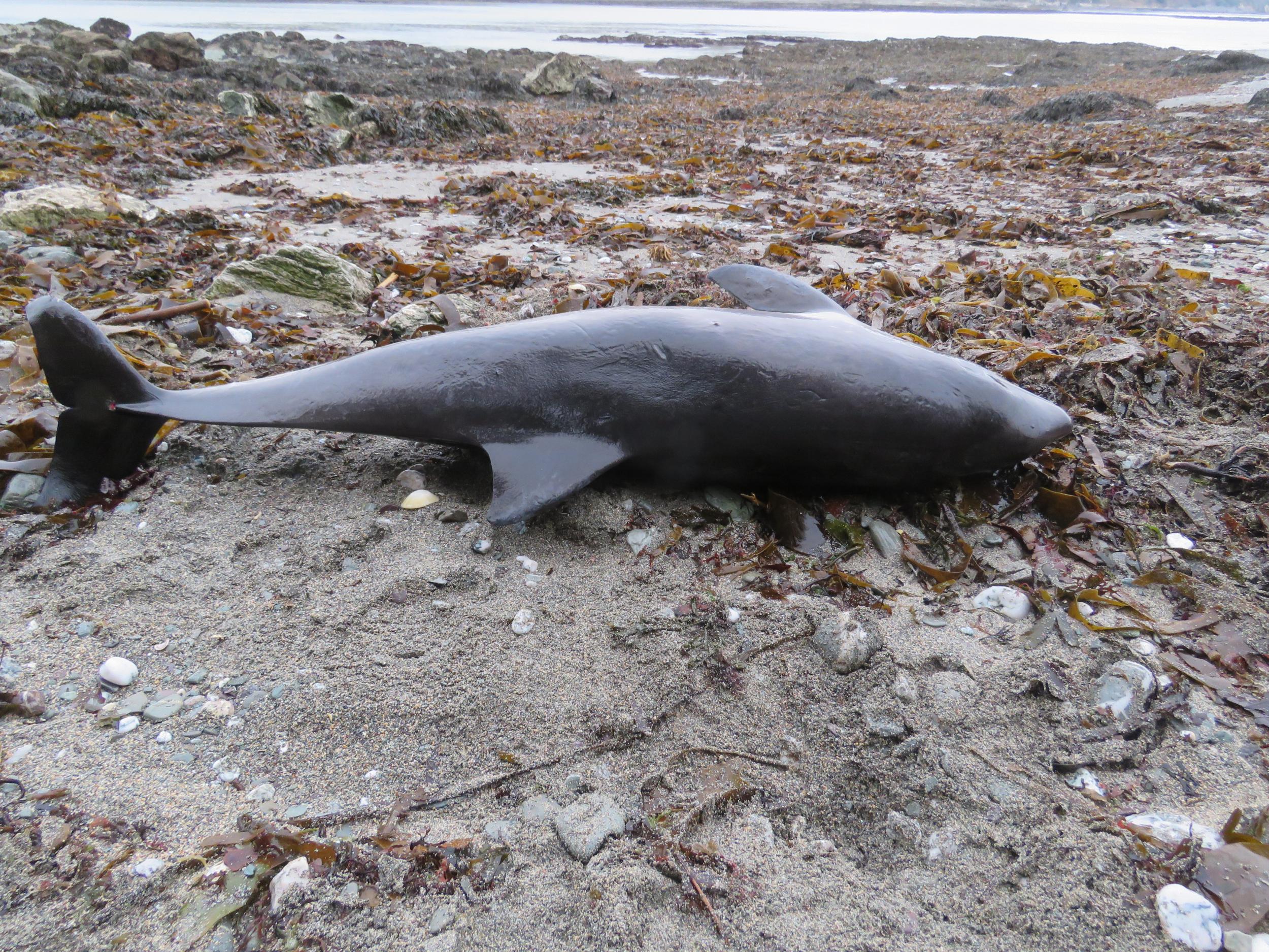 In the two-week period from the start of January, 25 dolphins were recorded on Cornish beaches by volunteers from the Cornwall Wildlife Trust, compared with just four in the first two weeks of last year
