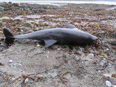 Dolphins mysteriously washing up on Cornish beaches in greater numbers