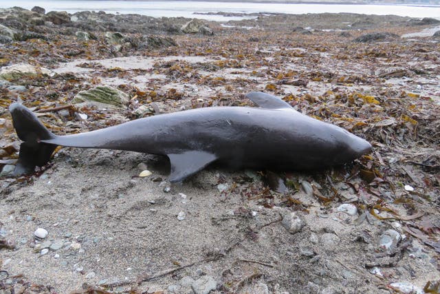  In the two-week period from the start of January, 25 dolphins were recorded on Cornish beaches by volunteers from the Cornwall Wildlife Trust, compared with just four in the first two weeks of last year