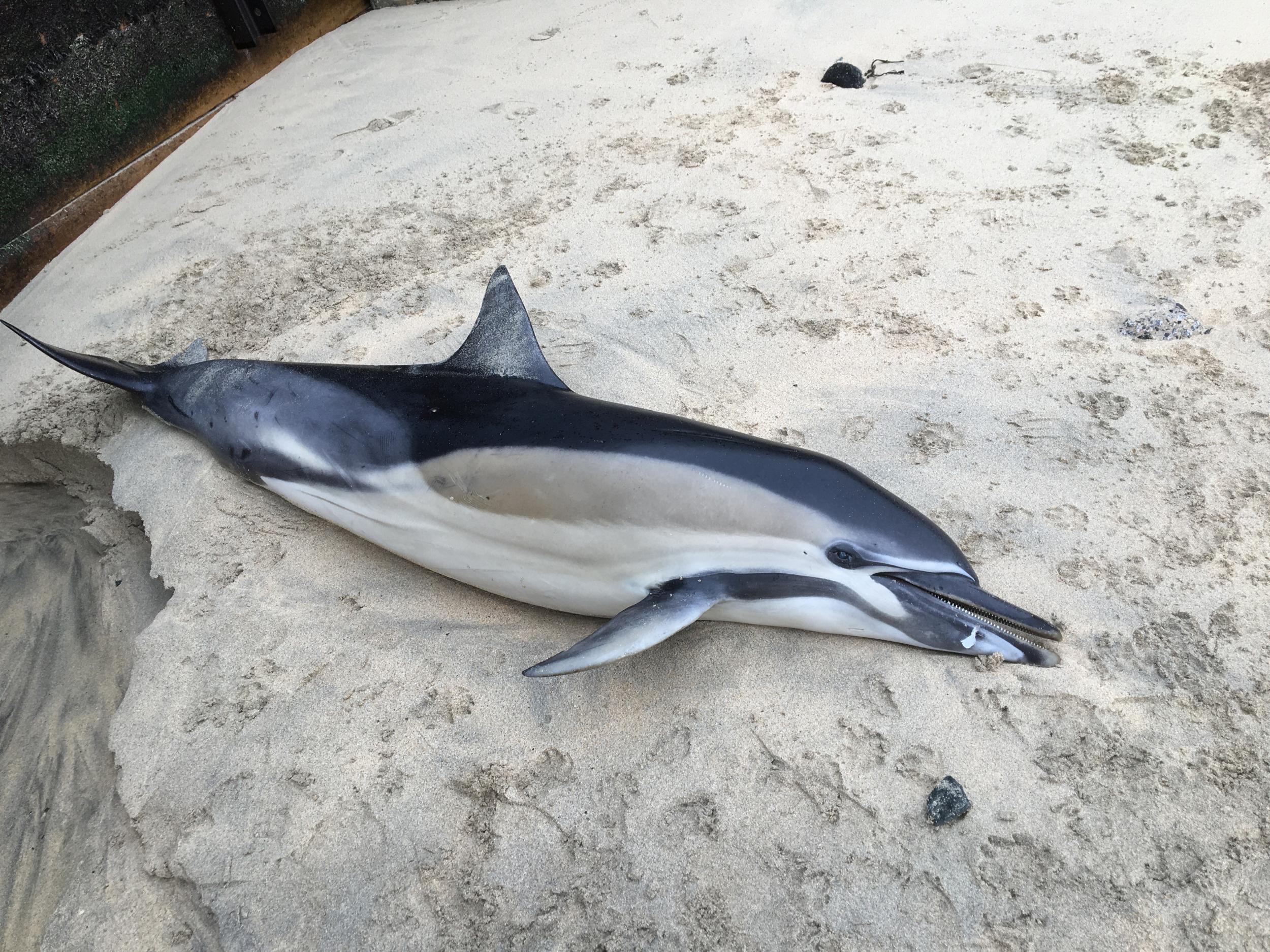 One of 25 dolphins found washed up on Cornish shores since the start of this year