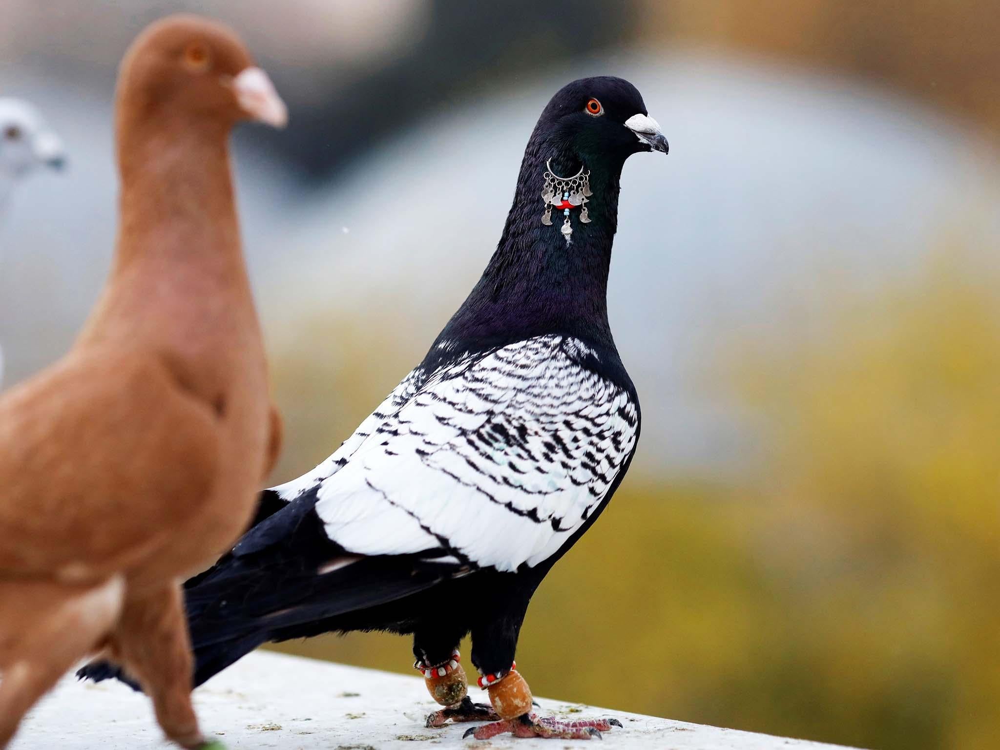 The Hidden World Of Turkeys Prize Pigeons The Independent