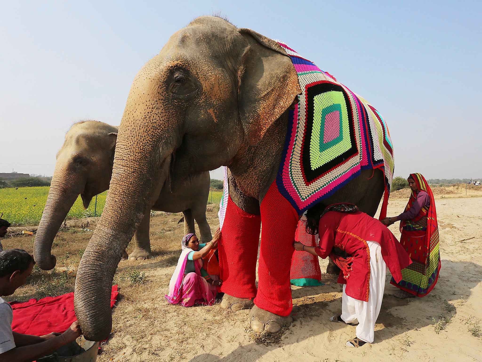 elephant sweaters