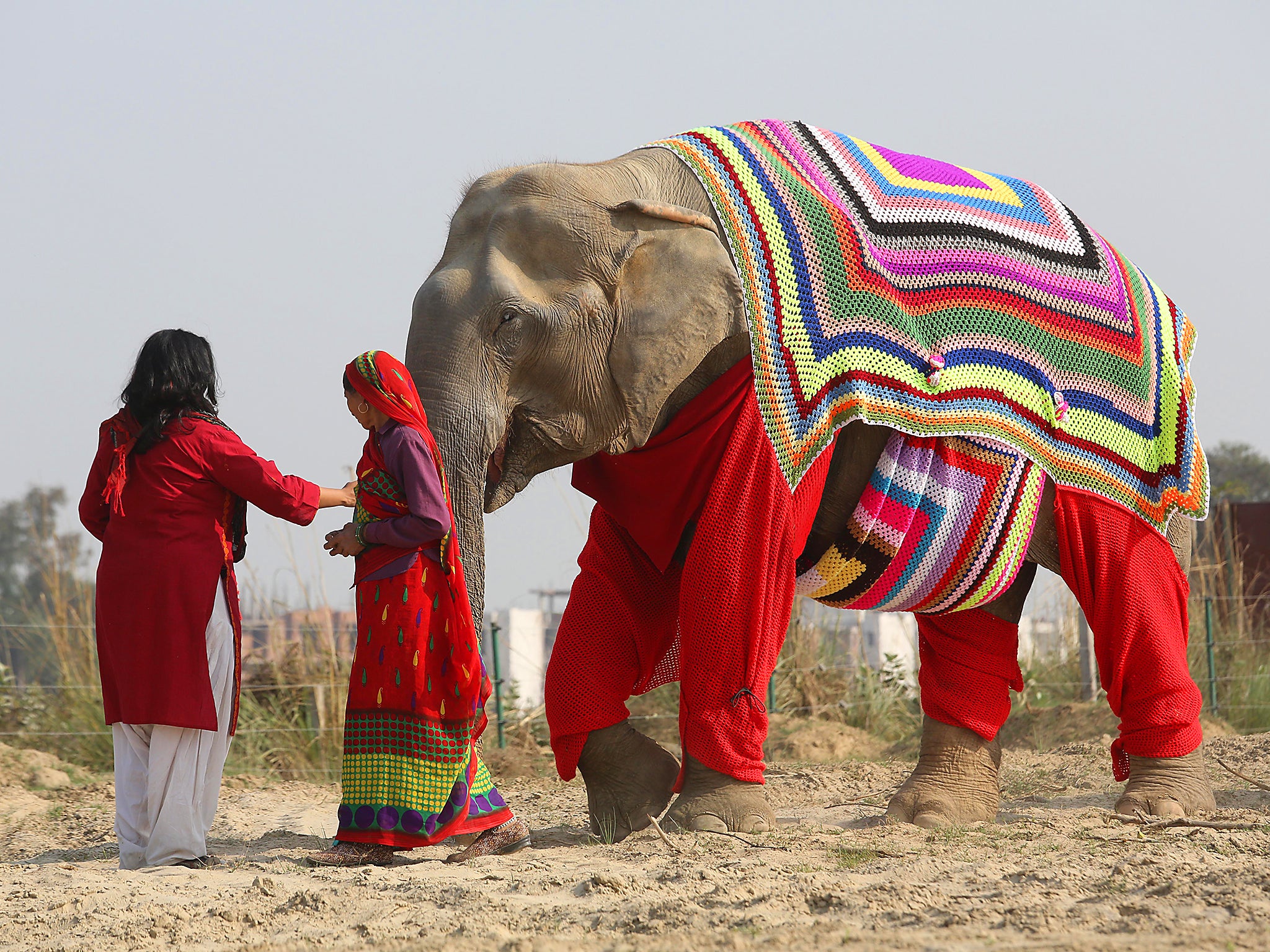 Elephant sweaters on sale