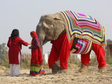 Villagers knit jumpers for Indian elephants to protect them from cold