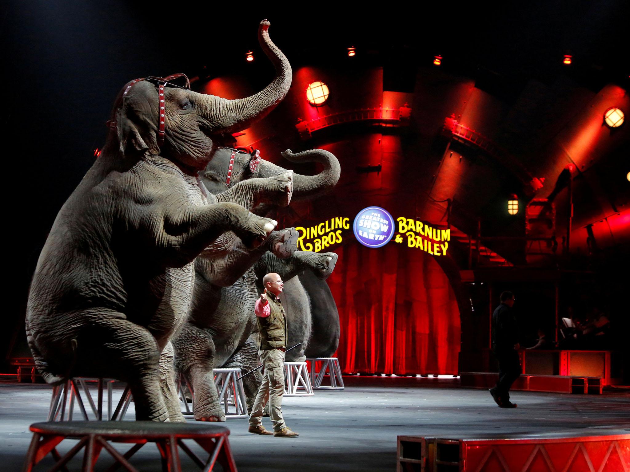 Ringling Bros and Barnum & Bailey circus elephants perform during Barnum’s FUNundrum in New York in 2010