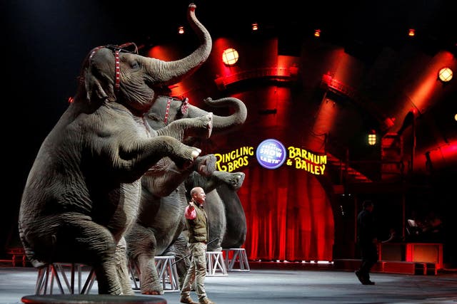 Ringling Bros and Barnum & Bailey circus elephants perform during Barnum’s FUNundrum in New York in 2010