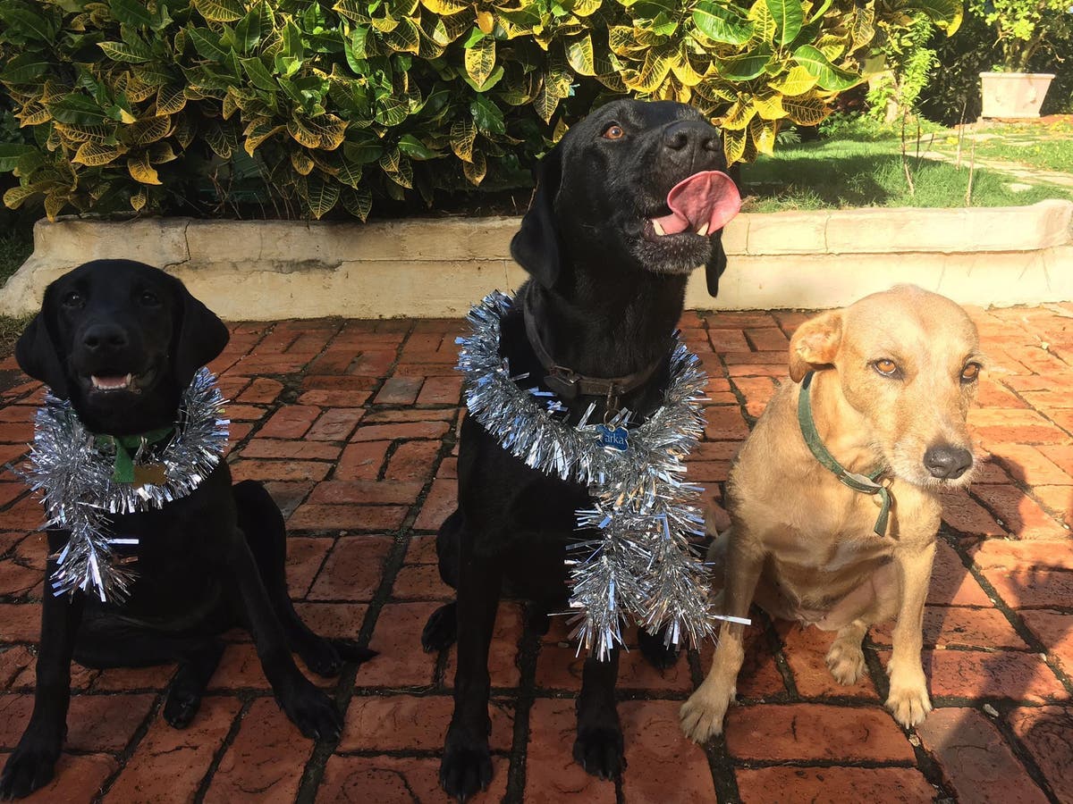 How to get a free holiday in Barbados look after someone's dog The