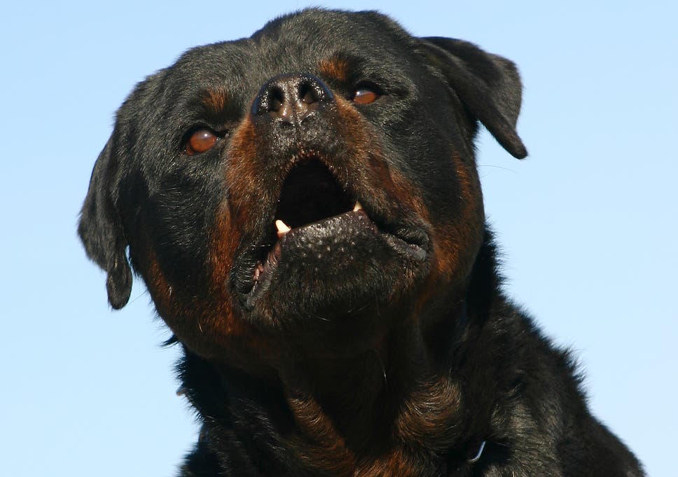Rottweiler Kills Baby In France After Biting Its Head The