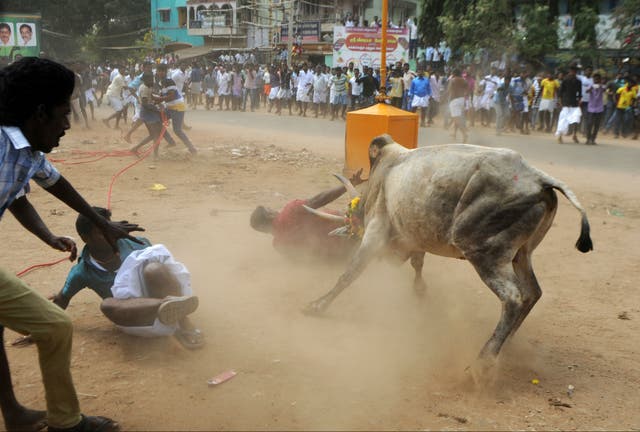 <p>FILE-A bull charges through a crowd during Jallikattu an annual bull fighting ritual, on the outskirts of Madurai in India</p>