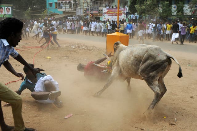 <p>FILE-A bull charges through a crowd during Jallikattu an annual bull fighting ritual, on the outskirts of Madurai in India</p>