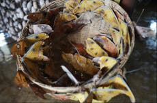  'Alarmingly high' number of clothes-eating moths found in England