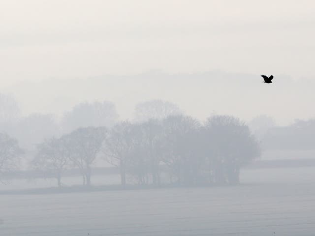A bird flies over a frozen misty landscape in Ashford, Kent