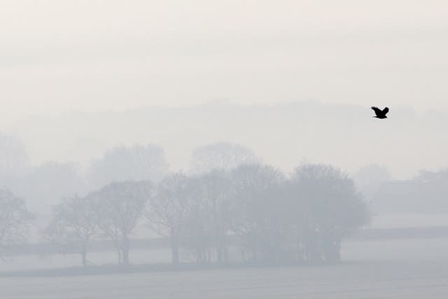 A bird flies over a frozen misty landscape in Ashford, Kent