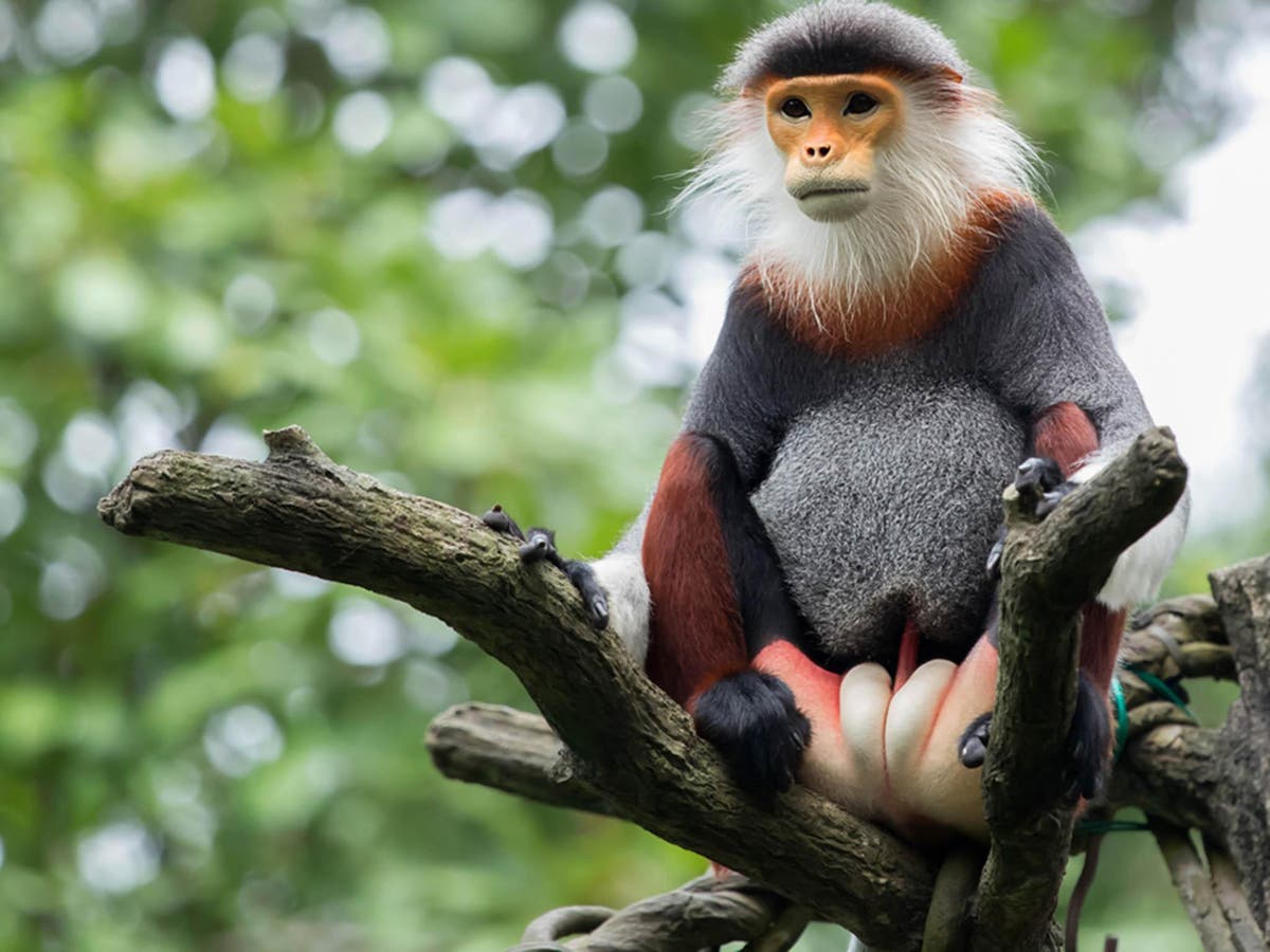 Why more than half of primate species are threatened with extinction