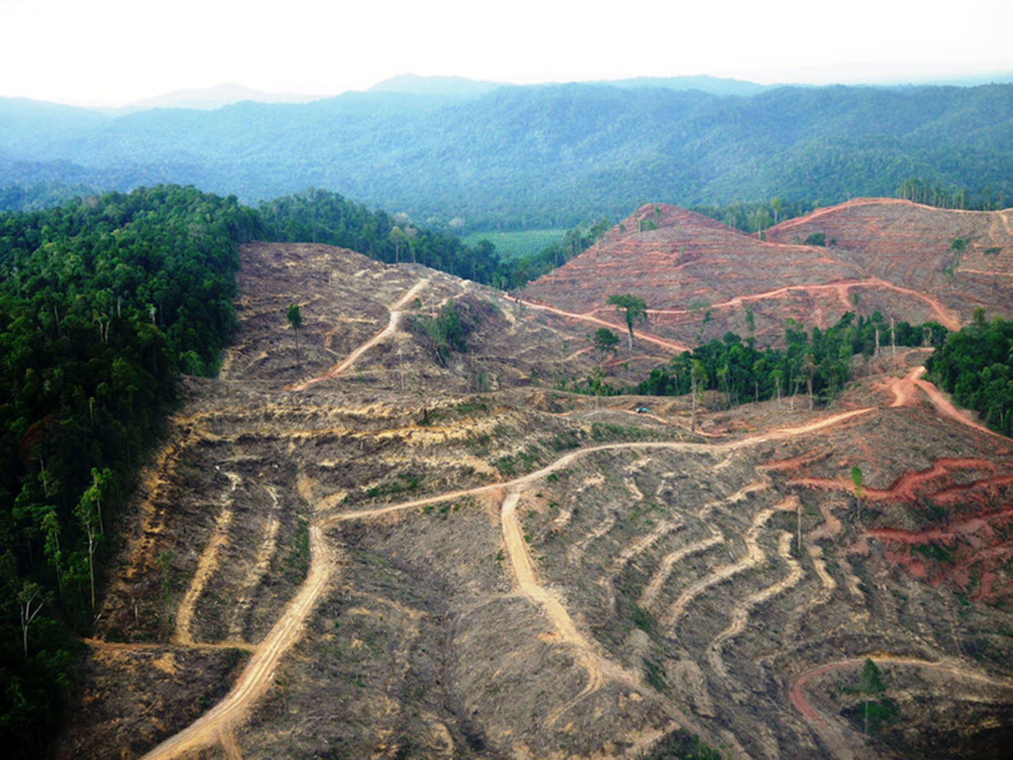 Deforestation in Sumatra, one of the world’s primate hotspots