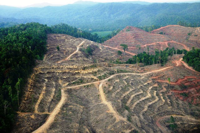Deforestation in Sumatra, one of the world’s primate hotspots