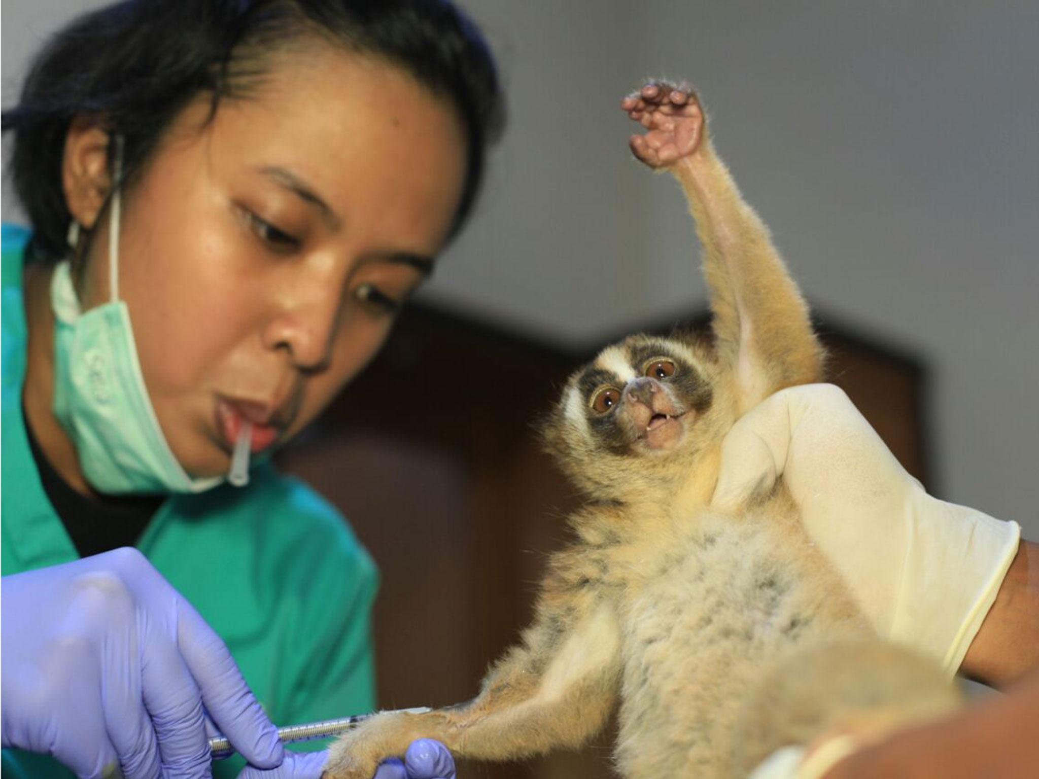 A Javan slow loris is given medical attention after being rescued