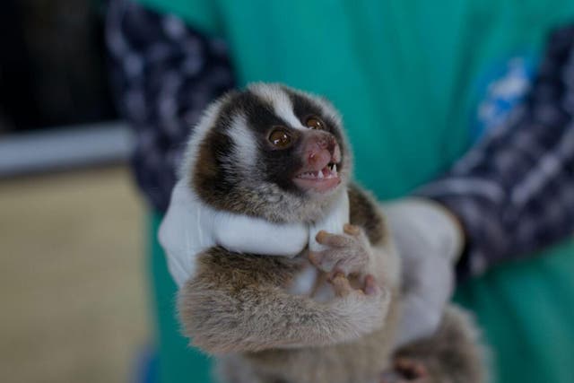 A total of 27 slow lorises were rescued in two separate incidents