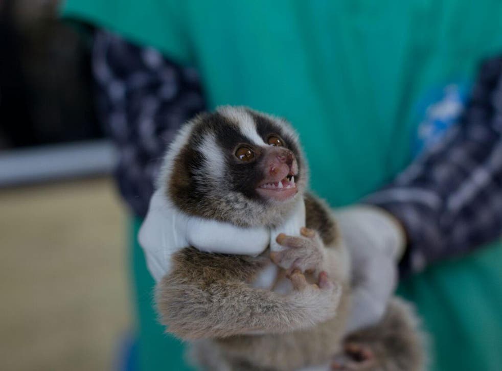 A total of 27 slow lorises were rescued in two separate incidents