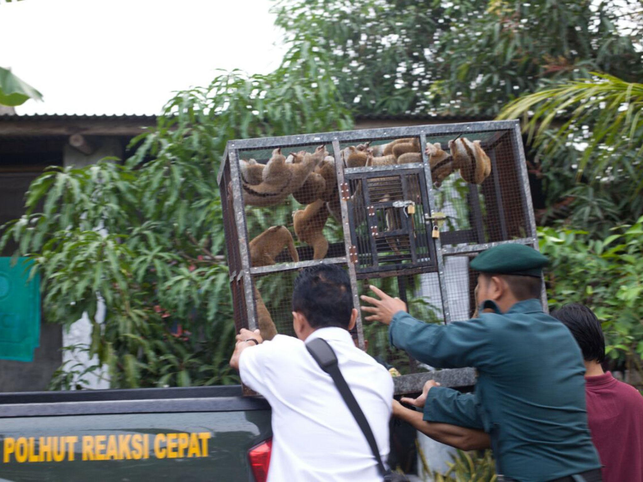 People discovered to be illegally trading wild animals in Indonesia risk a five year terms in jail