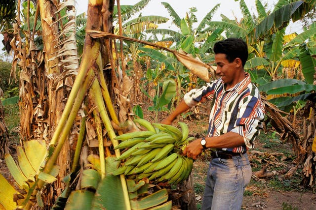 A fairtrade banana farm in the Antilles