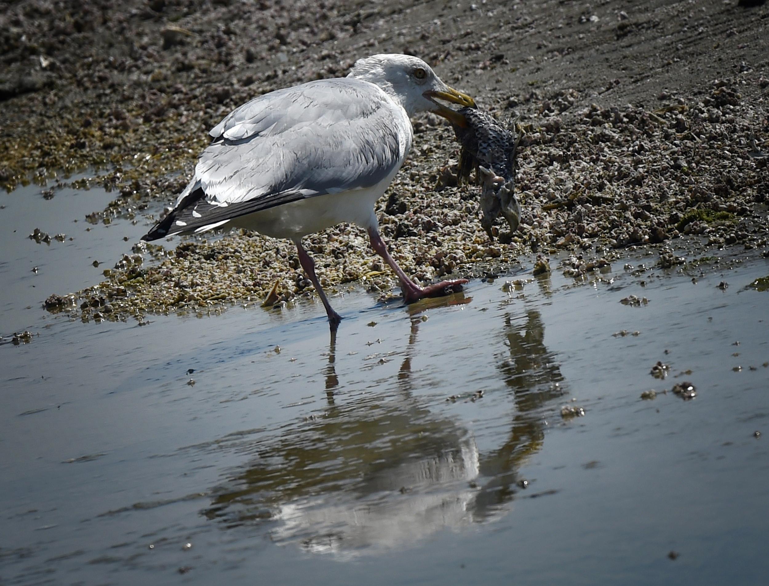 First, catch your seagull...