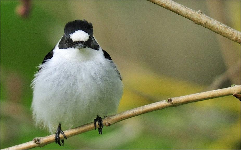 The white patch on this male collared flycatcher’s forehead is supposed to signal he’s a good mate and a ferocious rival to other males