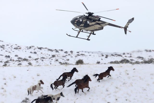 Wild horses are herded into corrals by a helicopter during a Bureau of Land Management round-up outside Milford, Utah