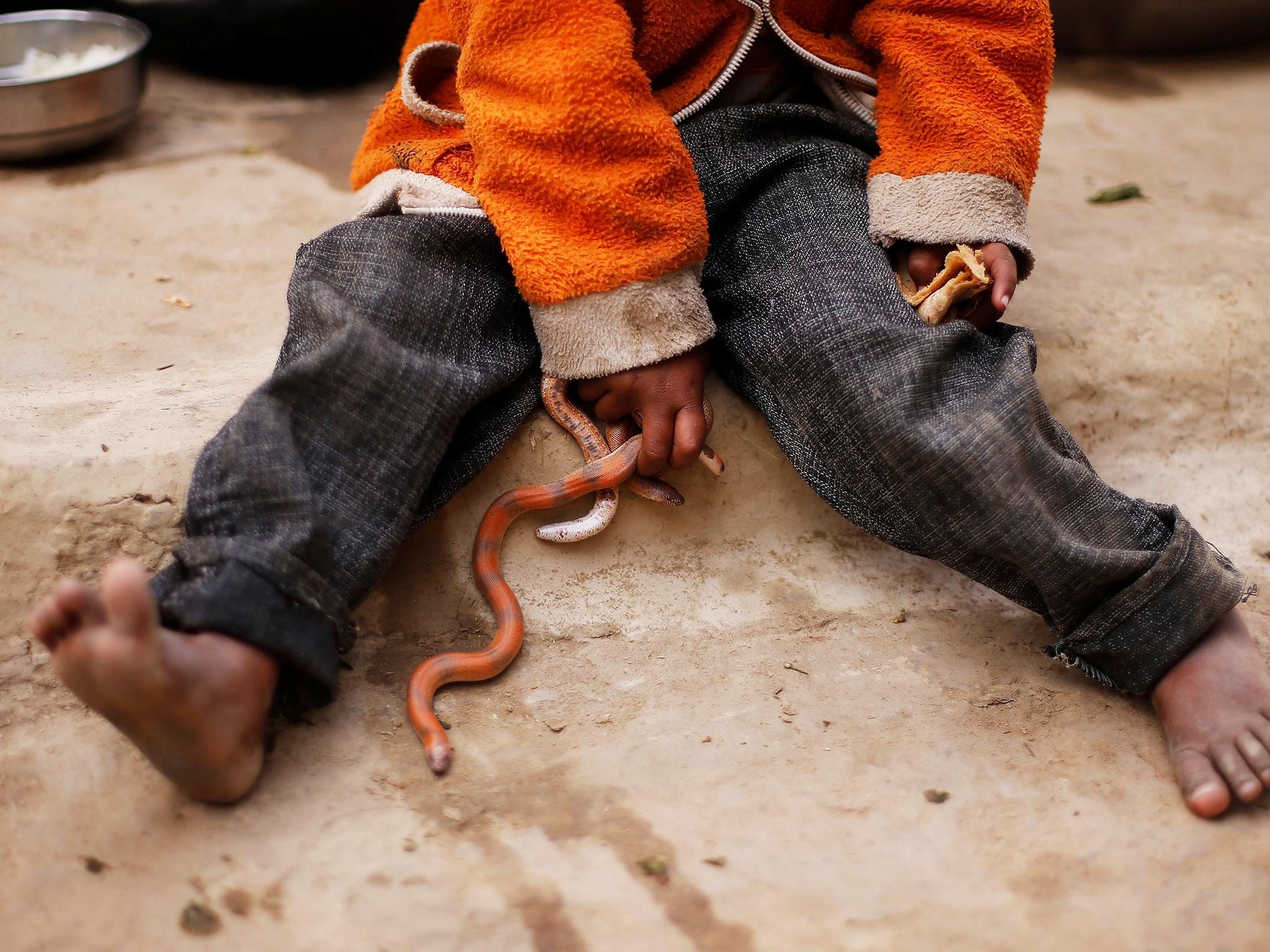 Missing man 'found in belly of giant python outside his garden' | The ...