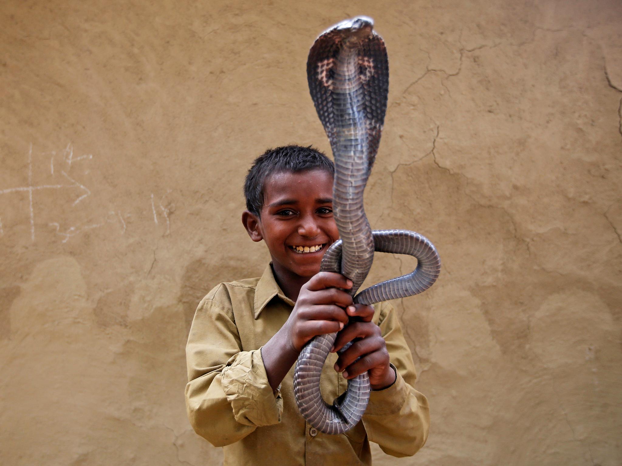 Ravi Nath poses for a photograph with a cobra snake in Jogi Dera (Snake charmers settlement), in the village of Baghpur, in the central state of Uttar Pradesh, India