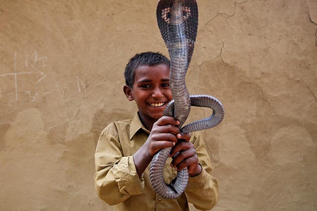 <p>Representational image: Ravi Nath, a boy in a snake charmers settlement, poses for a photograph with a cobra in Jogi Dera in the village of Baghpur, in the central state of Uttar Pradesh, India</p>
