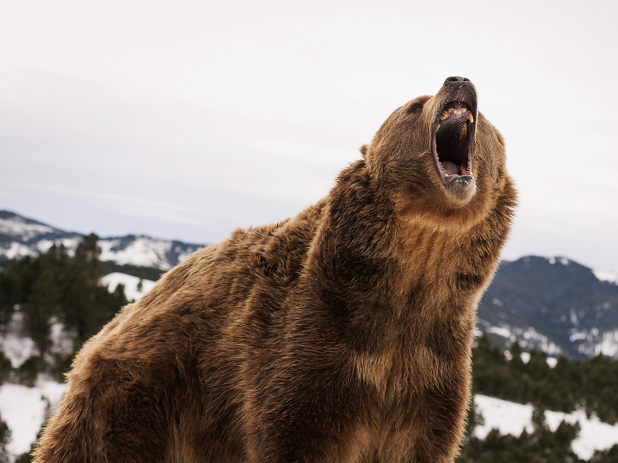 Brown bear (grizzly) (Ursus arctos), Montana, United States of America