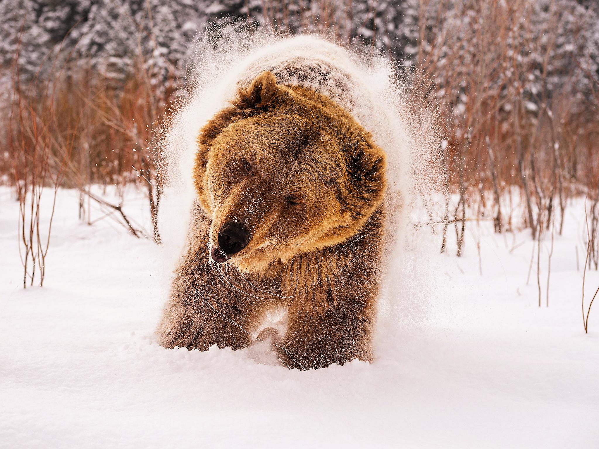 Hundreds of grizzly bears call Montana their home (Rex)