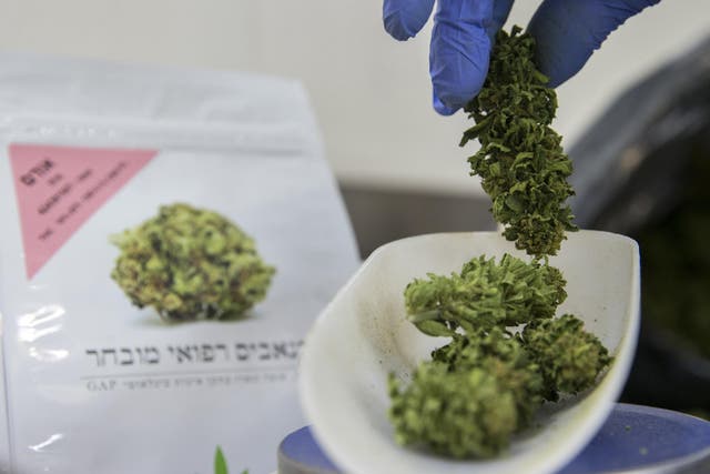 An Israeli woman weighs marijuana plants at a greenhouse in the country's second-largest medical cannabis plantation