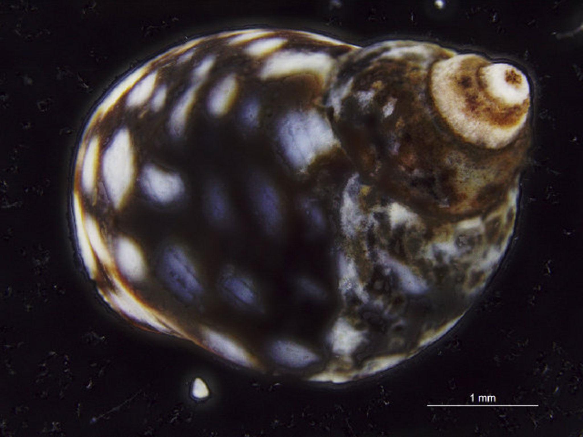 Echinolittorina punctate, a kind of tropical sea snail, was found more than 2,000km north of the tropics