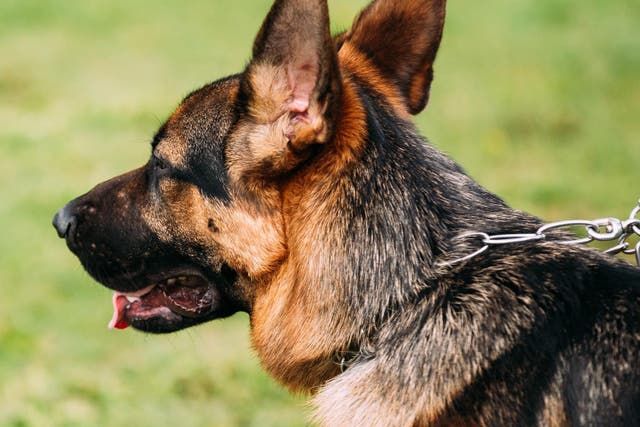 <p>The man in his 70s was attacked by a German Shepherd while defending his own pet in Southport</p>