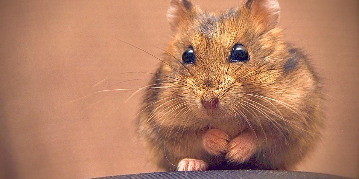 Hong Kong: One surrendered hamster tests Covid positive, as over 2,500 animals culled