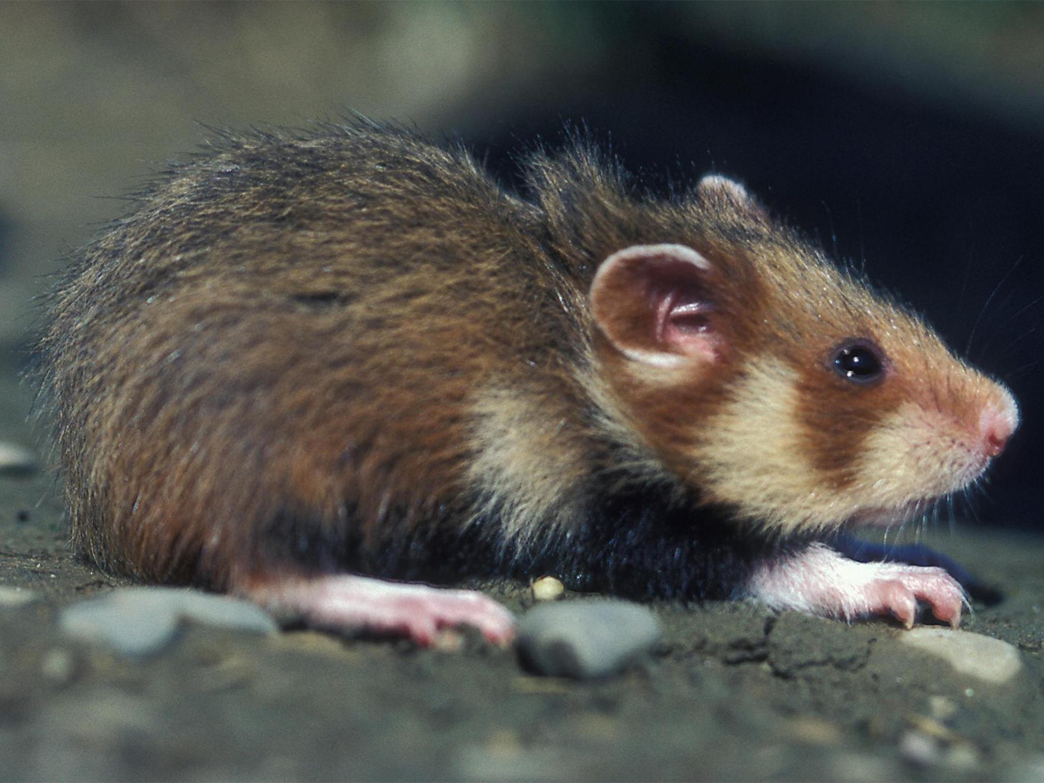 A wild hamster from north-eastern France coming out of its hole. Ecologists have been fighting for some years to protect the rodent which in the past was considered a pest by farmers.