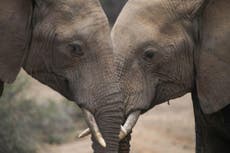 The UK must become a global leader in the fight against poaching