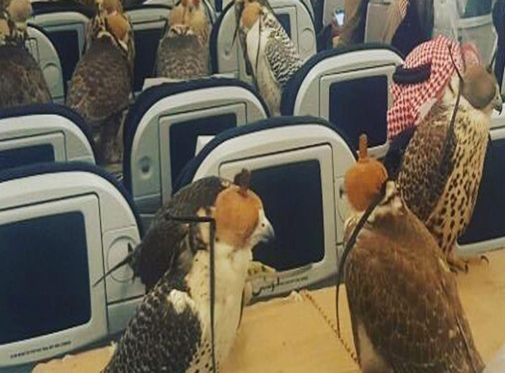 This is what 80 birds of prey on a plane looks like indy100 indy100