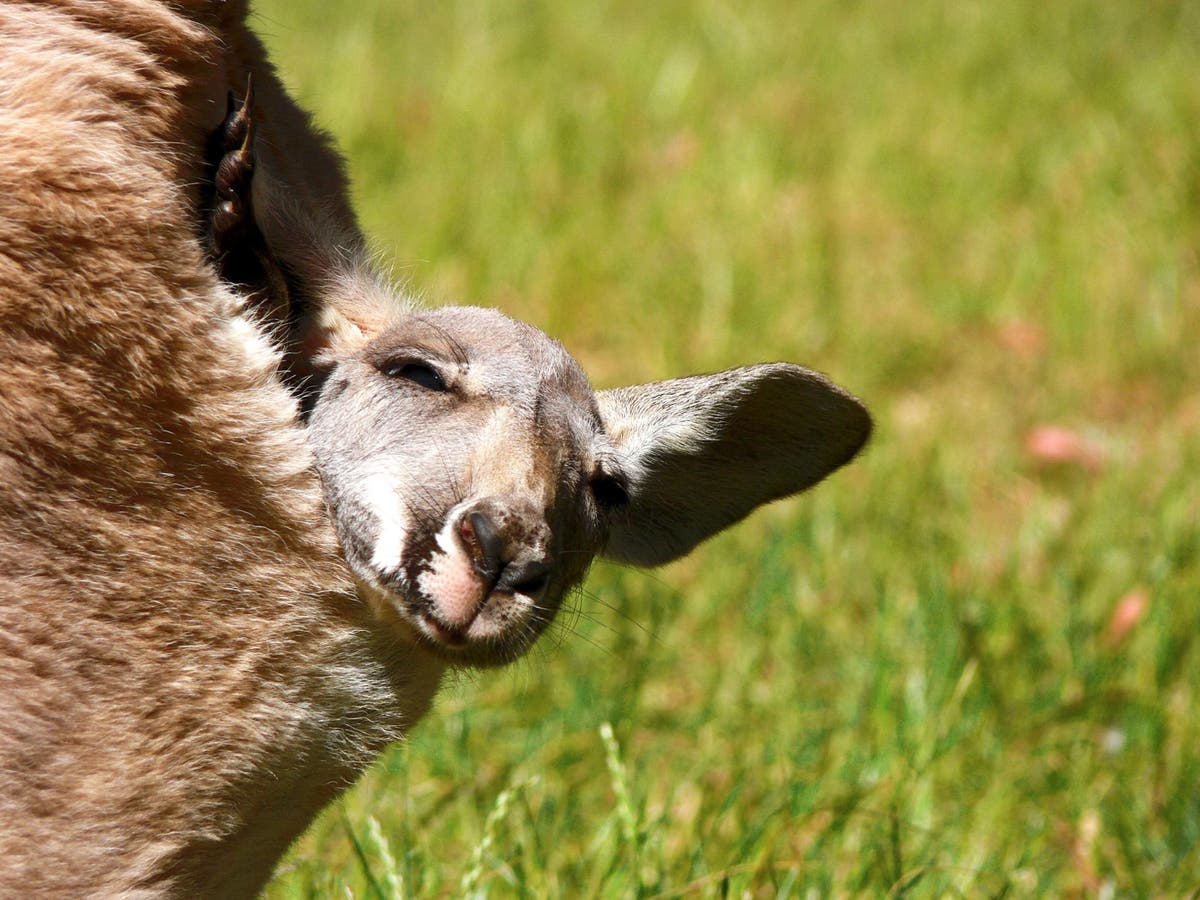 Звук издают кенгуру. Сумка кенгуру животное. Джоуи кенгуру. Kangaroo Pouch. Кенгуру с детенышем.